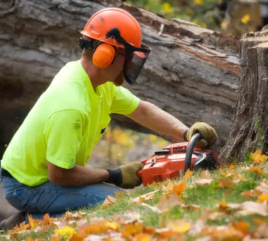 tree services Mattawan